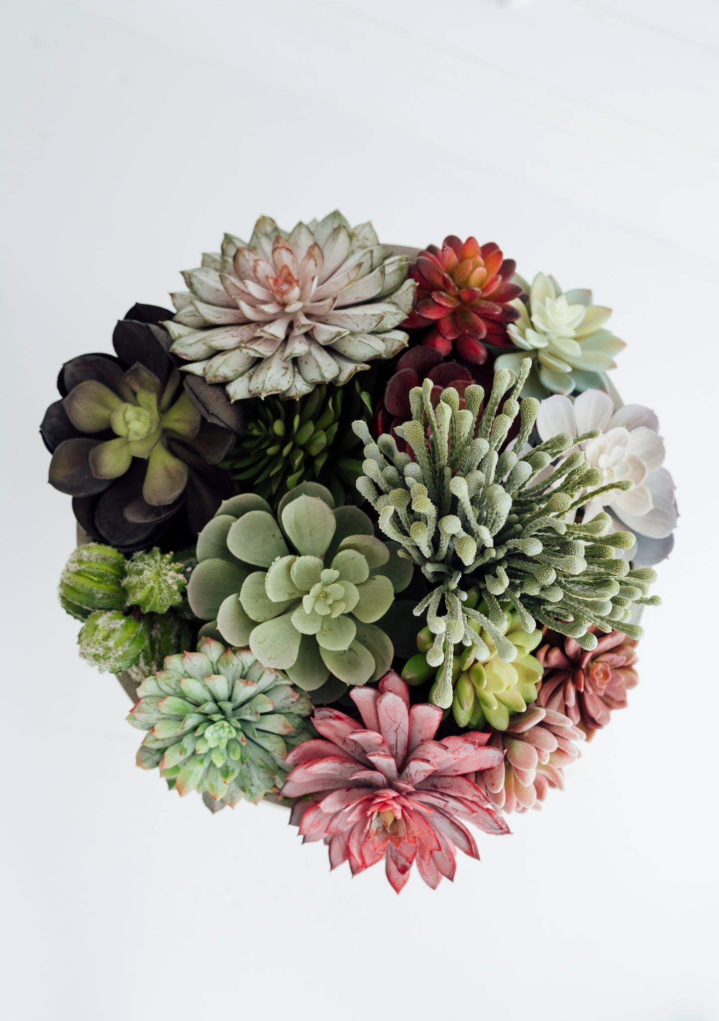 Succulents in Cement Vase