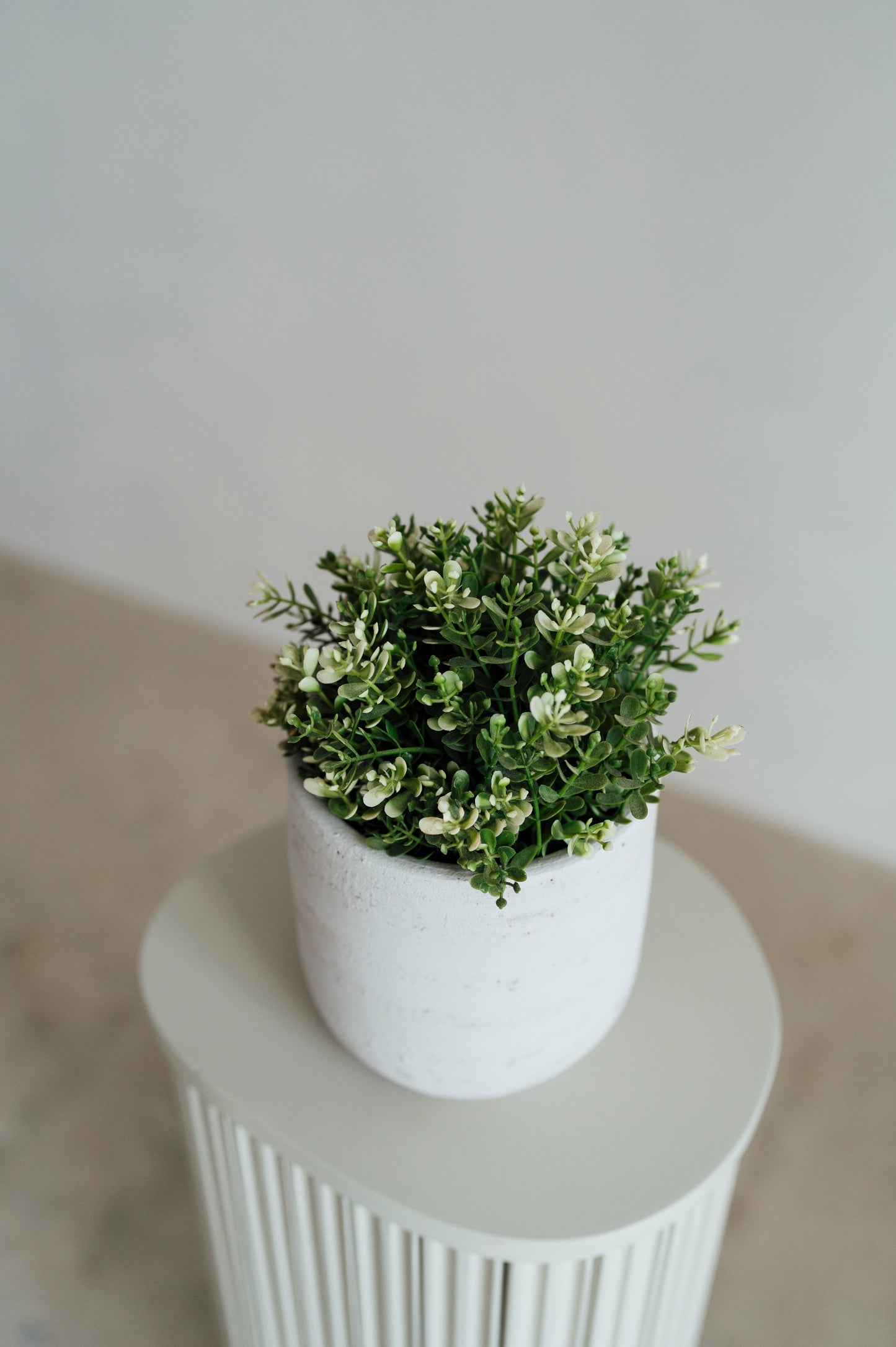 Greenery Plant Mini