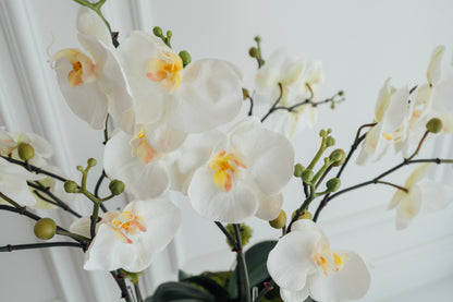 XL Orchids in Rustic Vase