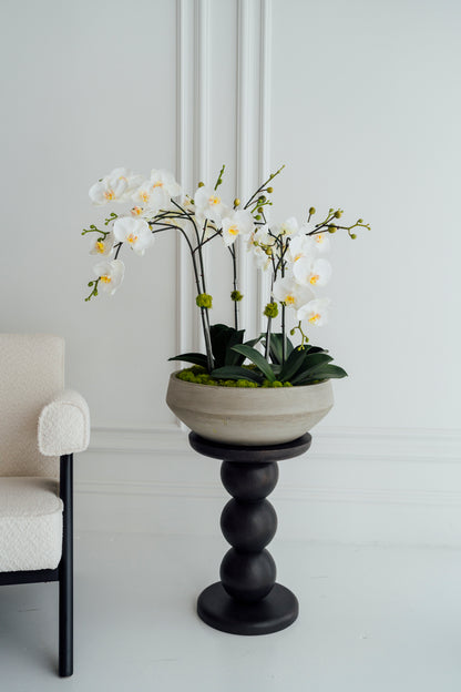 XL Orchids in Cement Vase