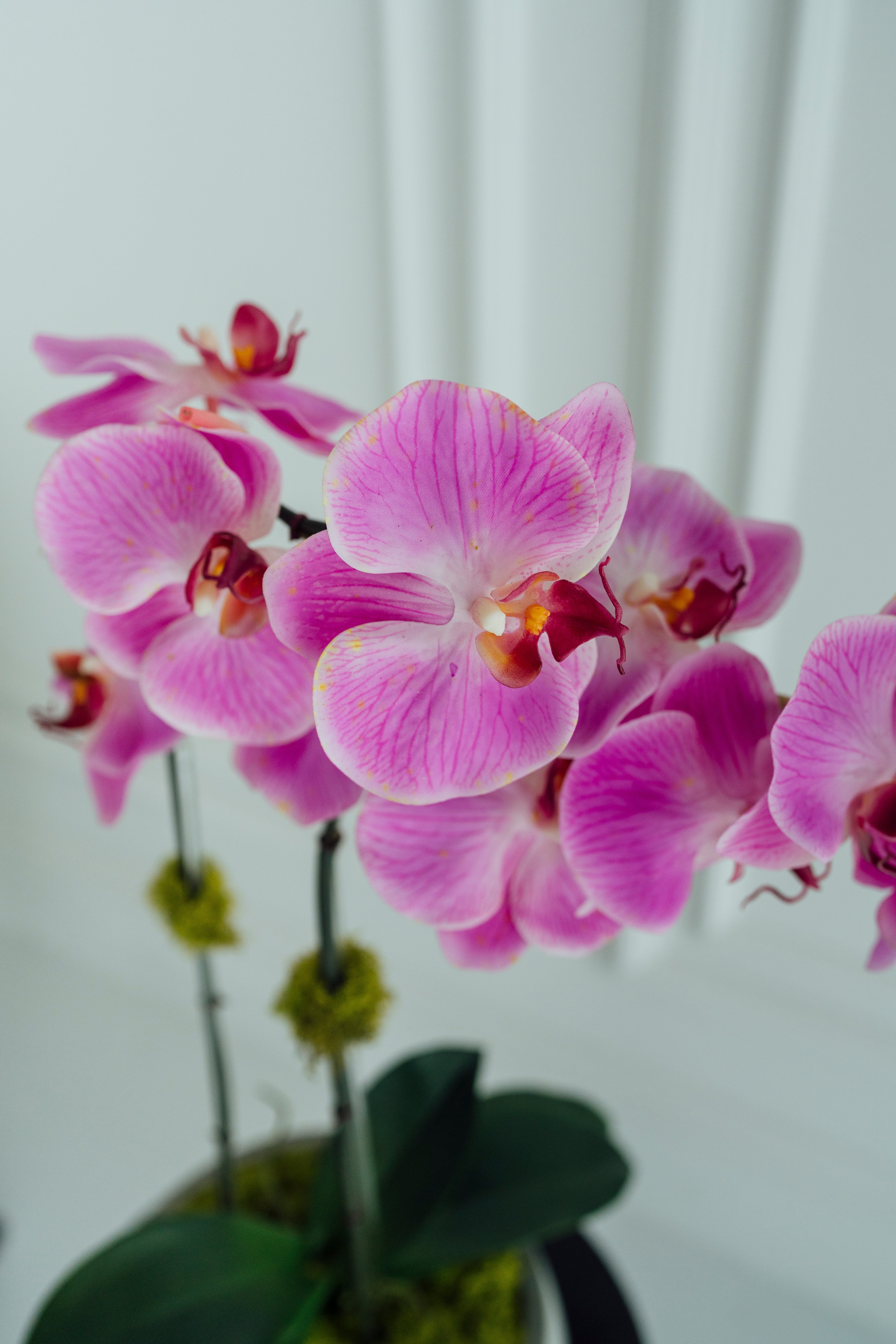 Lilac Light Gray Cement Orchids