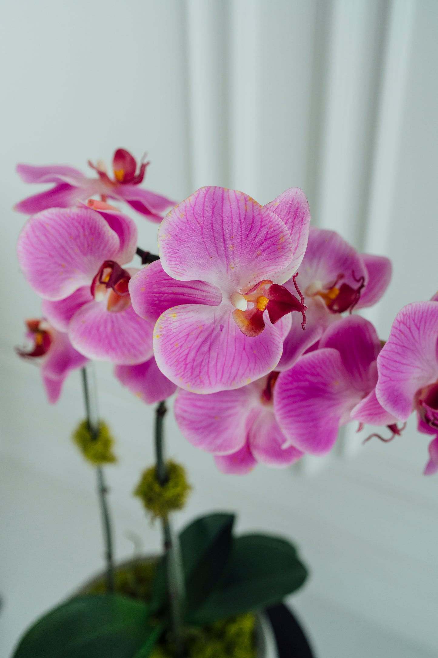 Lilac Light Gray Cement Orchids