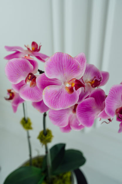 Lilac Light Gray Cement Orchids