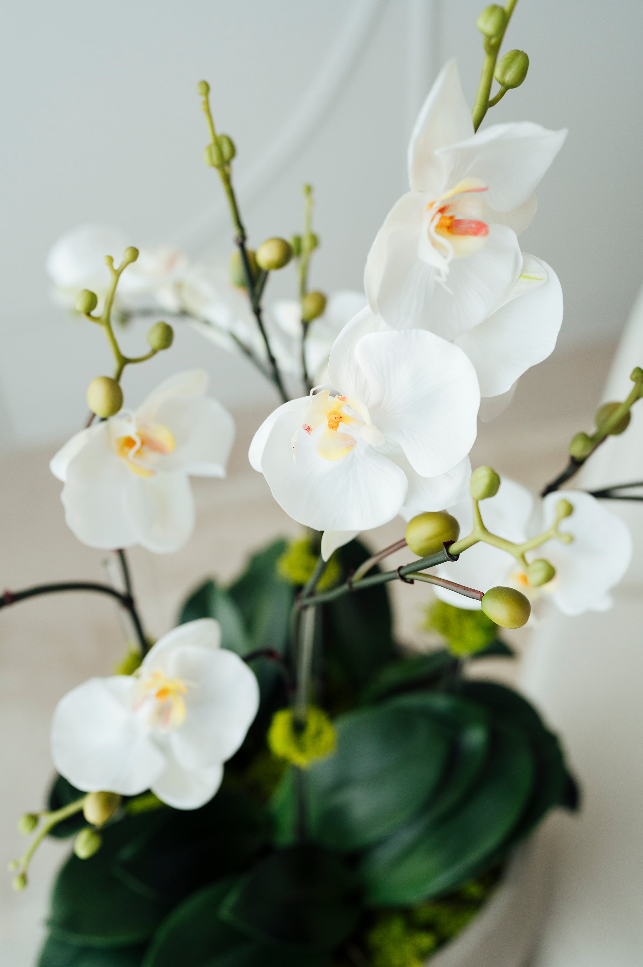 Orchids in Medium Cement Vase
