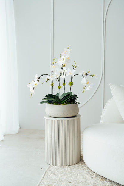 Orchids in Medium Cement Vase