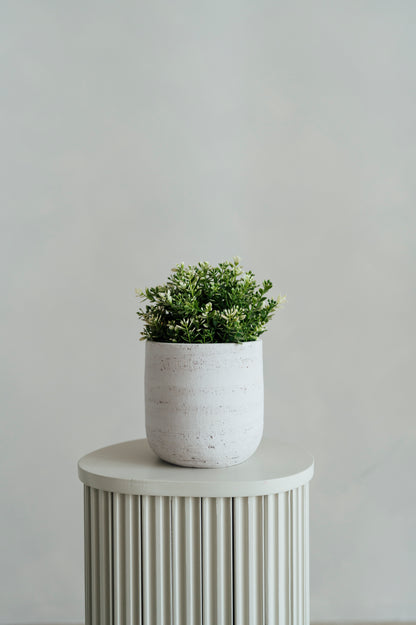 Greenery Plant Mini