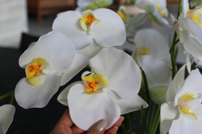 L’Orchidée de Luxe