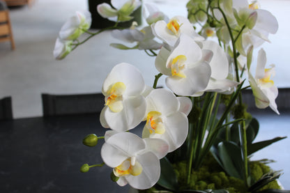 L’Orchidée de Luxe