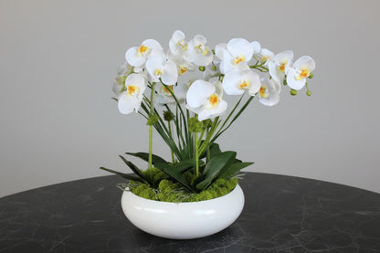 L’Orchidée de Luxe