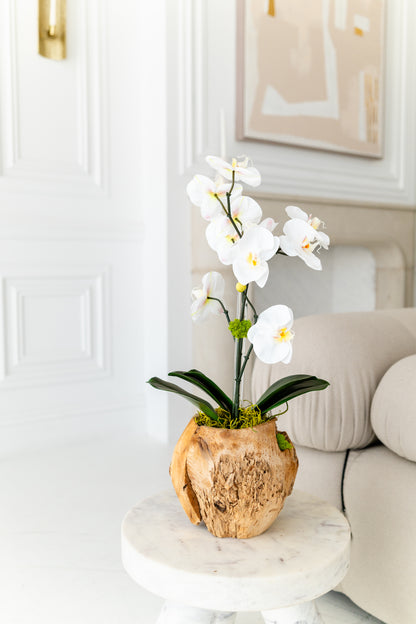 The Terra Orchid
