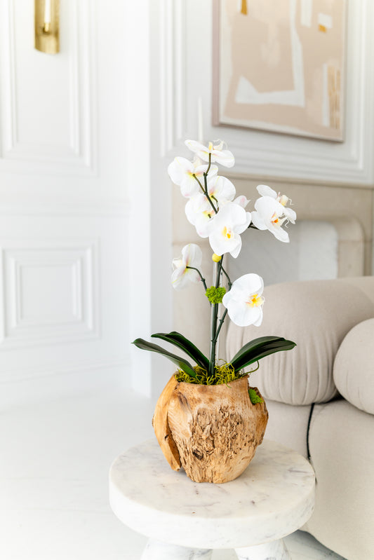 The Terra Orchid