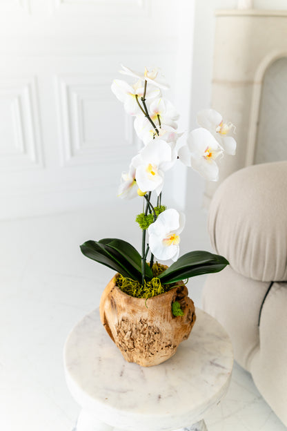 The Terra Orchid
