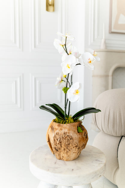 The Terra Orchid