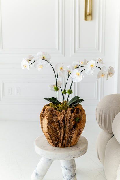GAIA orchid