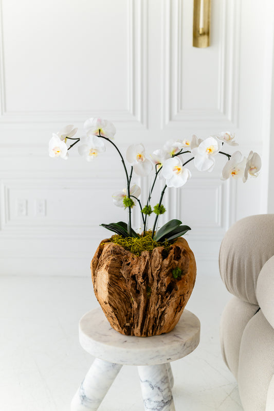 GAIA orchid