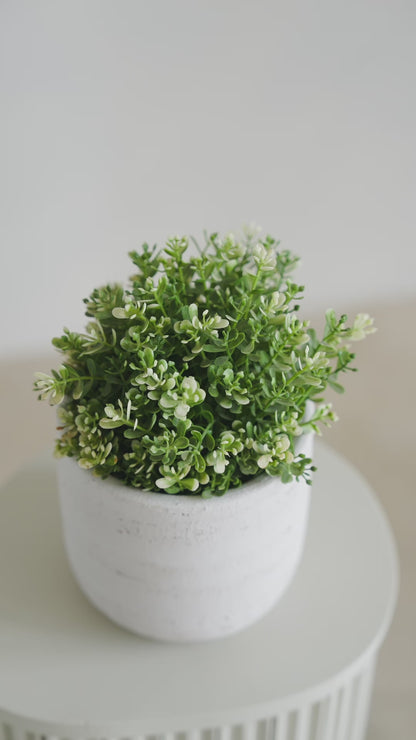 Greenery Plant Mini