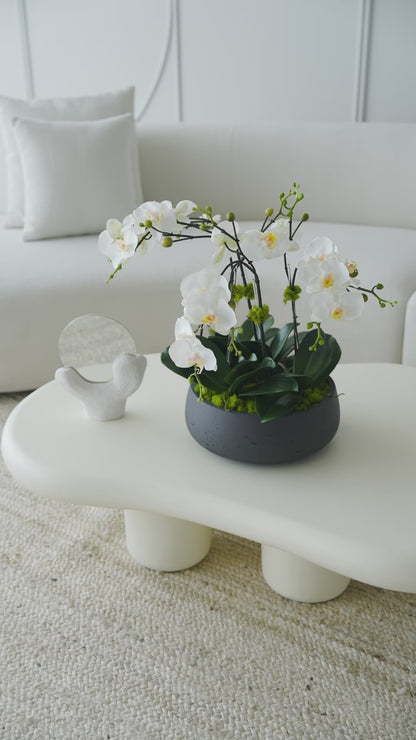Orchids in Medium Dark Gray Vase