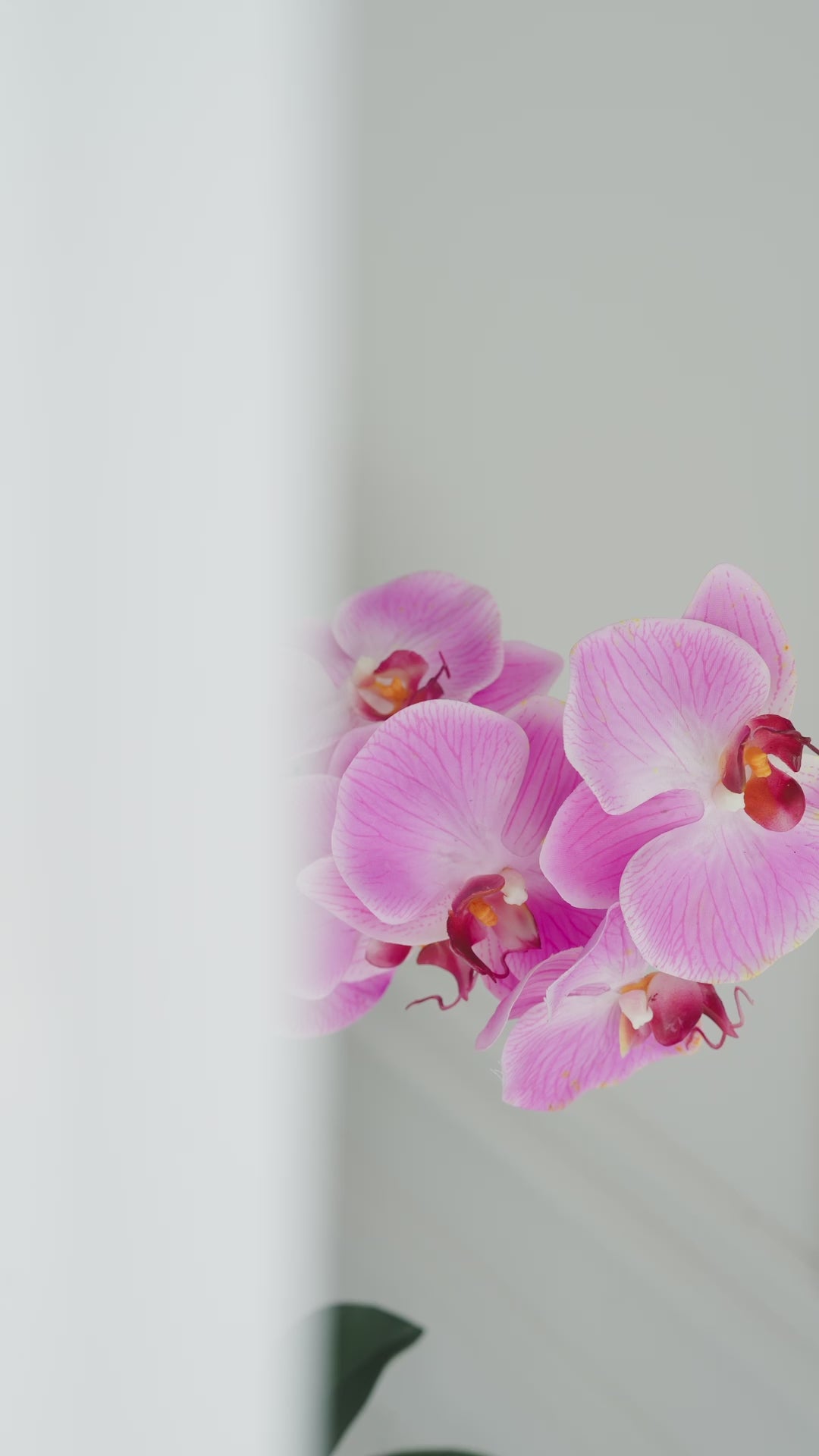 Lilac Light Gray Cement Orchids