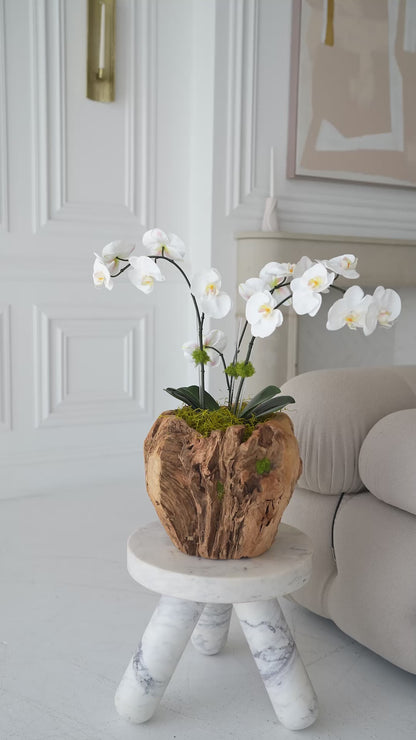 GAIA orchid