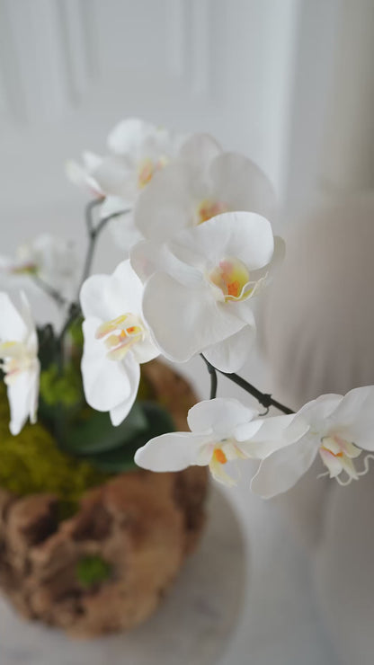 GAIA orchid