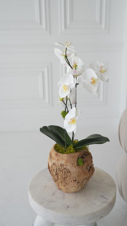 The Terra Orchid