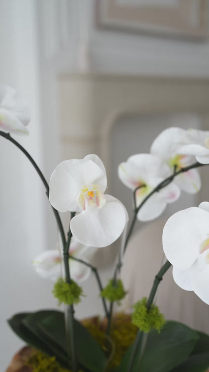 GAIA orchid