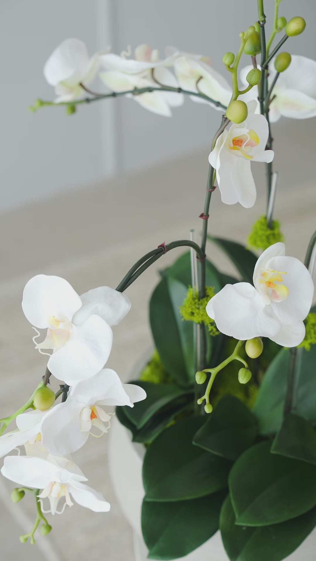 Orchids in Medium Cement Vase