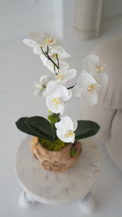 The Terra Orchid